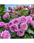 Floribunda rose Blue Sky Freelander